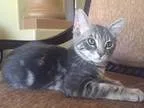 Adopt Percy a Domestic Shorthair  Mixed cat in Chandler AZ (1562