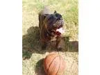 Adopt MARTHA POTAMUS a Pit Bull Terrier  Mixed dog in Anaheim Hi