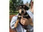 Adopt Jed--Adoption Pending a Beagle Hound