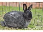 Adopt Lukas a Angora Rabbit