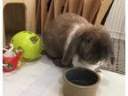 Adopt Mittens a Mini-Lop