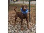 Adopt Wrangler a Doberman Pinscher