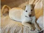 Adopt Jett a White Shepherd (Unknown Type)  Mixed dog in Las Cru