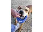 Adopt Bubba Q a Shepherd (Unknown Type)  American Pit Bull Terri