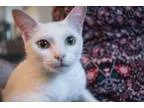 Adopt Panda a White Domestic Mediumhair  Mixed (medium coat) cat