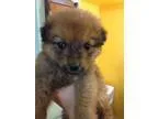 Adopt Snookie a BrownChocolate - with Black Australian Shepherd 