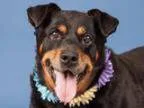 Adopt Baby a Rottweiler