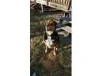 Adopt Goofy (LONGMONT LOCATION) a Shepherd Australian Shepherd