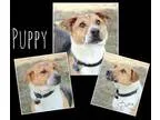 Adopt Puppy a Treeing Walker Coonhound Beagle