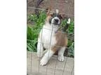 Adopt Tally a BrownChocolate - with Black St. Bernard  Australia