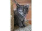 Adopt Pandora a Gray or Blue Russian Blue  Mixed cat in Chandler