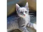 Adopt Suzanne (adopted) a Tabby - Grey