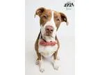 Adopt Jumbeau the Social Greeter - In Training a Boxer  Mixed do