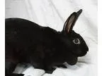 Adopt Lacy a Black American  Mixed rabbit in Alexandria VA (1570