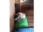 Adopt Emma a Australian Shepherd