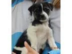 Adopt Star (3 lb) a White - with Black Shih Tzu  Terrier (Unknow