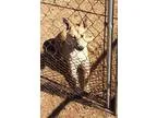 Adopt Tara a RedGoldenOrangeCh estnut German Shepherd Dog  Husky