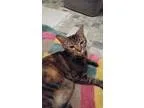 Adopt Cinnabon a Tiger Striped Domestic Mediumhair (medium coat)