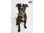 Adopt Sebastian a Boxer  Mixed dog in Jefferson LA (15551141)
