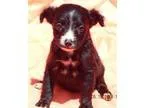 Adopt Gigi (3 lb) a Black - with White Labrador Retriever  Terri