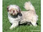 Adopt Chewy a Shih Tzu