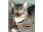 Adopt Rambles a Tabby - Brown