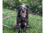 Adopt PATSY a GrayBlueSilverSal t and Pepper Cairn Terrier  Mixe