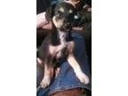 Adopt Riggens a Australian Shepherd  Mixed dog in Los Banos CA (