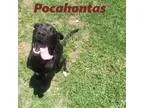 Kiara FOSTER NEEDED - Female Chihuahua