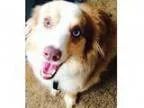 Adopt Banjo - MINI AUSSIE a Merle Australian Shepherd Mixed dog