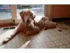 Adopt Chase a RedGoldenOrangeCh estnut Golden Retriever  Mixed d