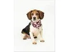 Adopt Millie a Beagle  Mixed dog in Troy VA (15661446)