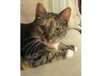 Adopt Aimee a Calico or Dilute Calico Calico (short coat) cat in