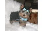 Adopt Nano a Schnauzer