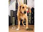 Adopt Roy a TanYellowFawn Labrador Retriever  Mixed dog in Ottaw