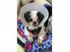 Adopt Pierce a Black Shih Tzu Mixed dog in Ann Arbor MI (