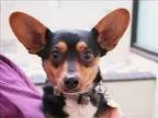 Adopt Charlie Brown a Miniature Pinscher  Mixed dog in Portland 