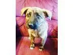 Adopt Mocha a Australian Shepherd  Mixed dog in Los Banos CA (15