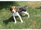 Adopt Oliver a Beagle