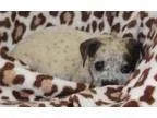 Adopt Brandy a Australian Cattle Dog  Shepherd (Unknown Type)  M