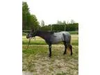 3 y o PRE Andalusian gelding