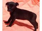 Adopt Gypsy (3 lb) a Black - with White Labrador Retriever  Terr