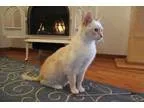Adopt Chloe a Siamese