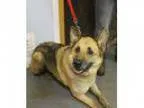 Adopt Chester a German Shepherd Dog