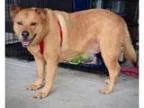 Adopt Redd a German Shepherd Dog Golden Retriever