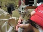 Mavis - Female Domestic Shorthair Mix