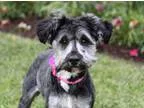 Adopt MCKENNA a GraySilverSalt and Pepper - with Black Schnauzer