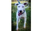 Adopt Minnie a White - with Black Bull Terrier  Mixed dog in Hou