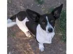 Adopt DOTTY a White - with Black Dachshund  Mixed dog in Peralta