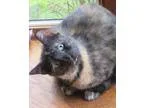 Adopt Whitney a Tortoiseshell Domestic Shorthair (short coat) ca